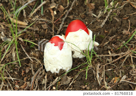 雞蛋蘑菇、雞蛋蘑菇、雞蛋蘑菇、食用菌 81768818