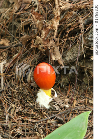 Tamagotake, egg mushroom, edible mushroom 81768830