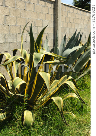 Large cacti near the house. Landscaping of the territory. Cacti and succulents. 81769223
