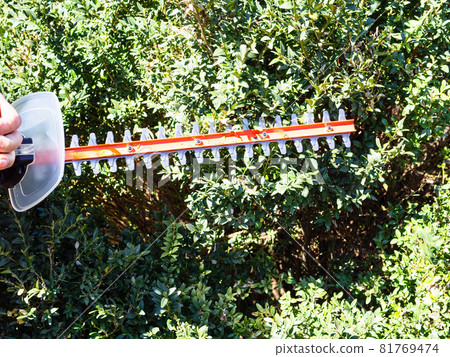 blade of electric hedge trimmer trims foliage of bush closeup on sunny spring day blade of electric hedge trimmer trims foliage of bush closeup on sunny spring day 81769474
