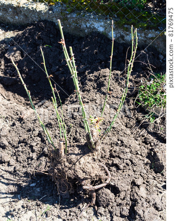 freshly pruned and dug rose bush with and clods of earth in garden on sunny spring day freshly pruned and dug rose bush with and clods of earth in garden on sunny spring day 81769475