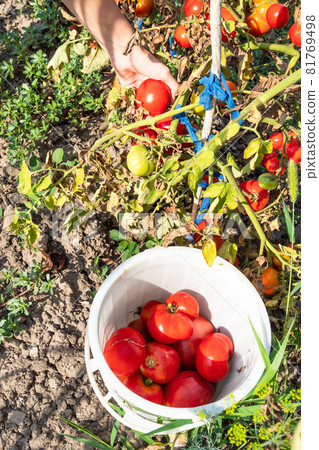 bucket with harvested tomatoes and hand picks ripe tomato at home garden bucket with harvested tomatoes and hand picks ripe tomato at home garden 81769498