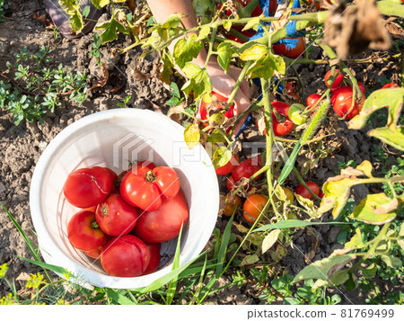 top view of bucket with harvested tomatoes and hand picking ripe tomatoes at home garden top view of bucket with harvested tomatoes and hand picking ripe tomatoes at home garden 81769499