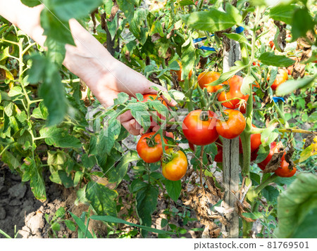 female hand plucks ripe tomato at home garden on sunny summer day 81769501