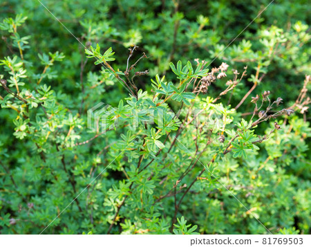 shrubby five-finger plant (dasiphora fruticosa) on sunny summer day (focus on the leaves on top of the shrub) 81769503