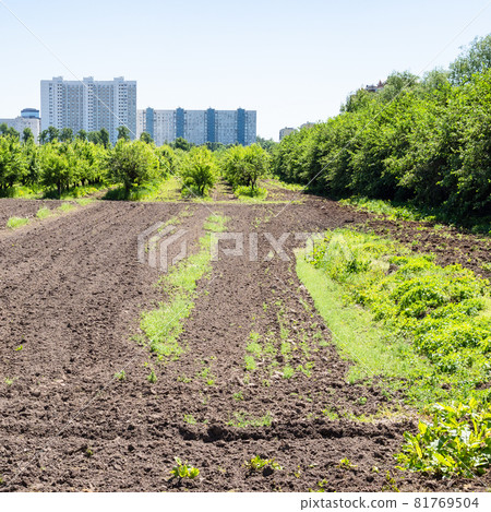 plowed field and garden in city and high-rise urban houses on horizon on sunny summer day plowed field and garden in city and high-rise urban houses on horizon on sunny summer day 81769504