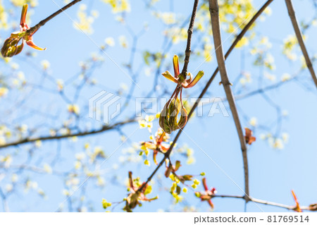 spring in city - bourgeon of ash-leaved maple tree close up with blue sky on background on sunny day (focus on bud on foreground) spring in city - bourgeon of ash-leaved maple tree close up with blue sky on background on sunny day (focus on bud on foreground) 81769514