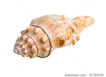 dried shell of sea snail cutout on white background dried shell of sea snail cutout on white background 81769536