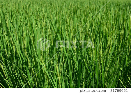 Rice in a paddy field with ears beginning to form Rice in a paddy field with ears beginning to form 81769661