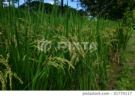 Rice grains and paddy fields 81770117