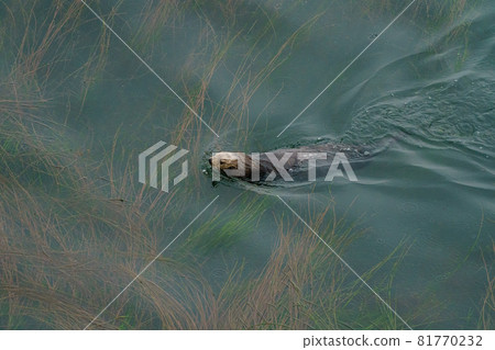 北海道野生海獺 81770232