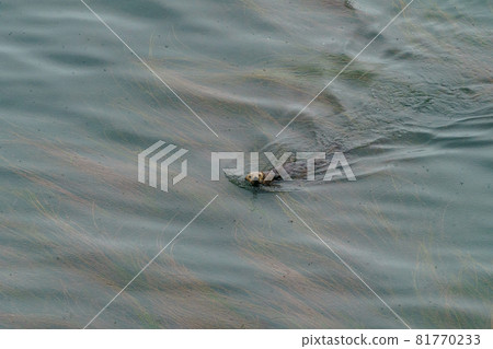 北海道野生海獺 81770233