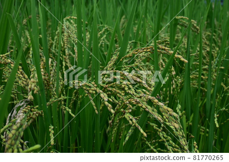 Rice field landscape and rice ears Rice field landscape and rice ears 81770265