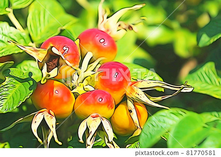 Pastel-like "Hamanasu no Mi" illustration image Pastel-like "Hamanasu no Mi" illustration image 81770581