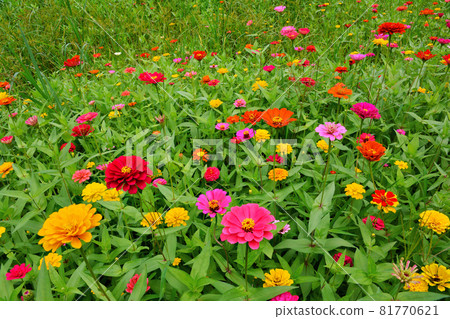 A flower field full of zinnias 81770621