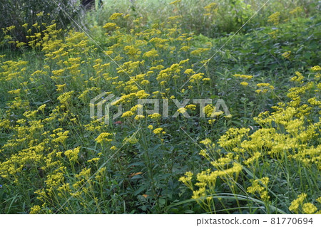A cluster of lady's mantle flowers A cluster of lady's mantle flowers 81770694