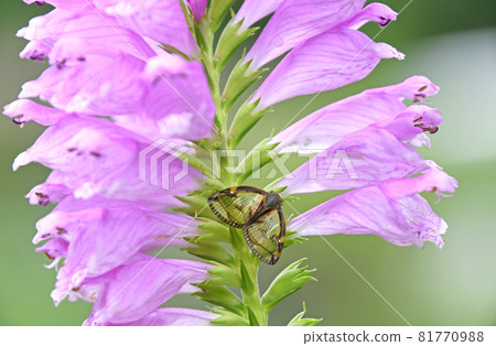 A grasshopper resting on the tail of a flower tiger 81770988