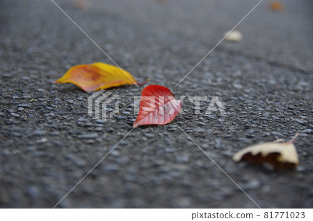 I found a small autumn. 81771023