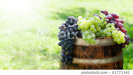 Various colorful grapes on wine barrel 81771342