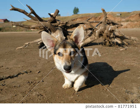 Dog. Welsh corgi cardigan on the beach. Day.  81771951