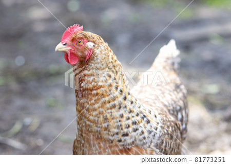 Multi colored rooster in yard closeup. Agriculture Multi colored rooster in yard closeup. Agriculture 81773251