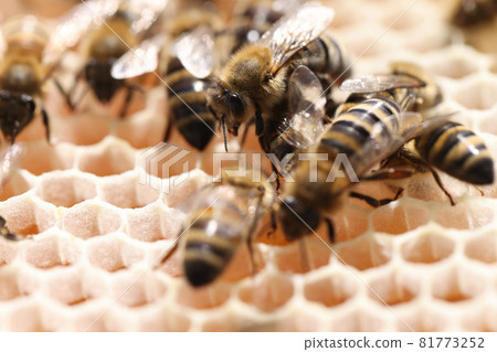 Worker bees as backbone of hive closeup 81773252