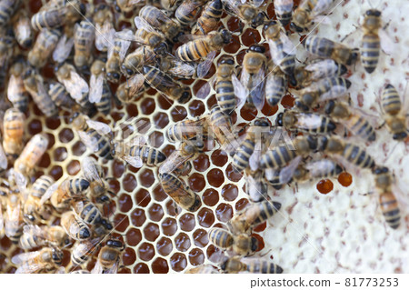 Bee on honeycombs with honey pieces of nectar in cages 81773253