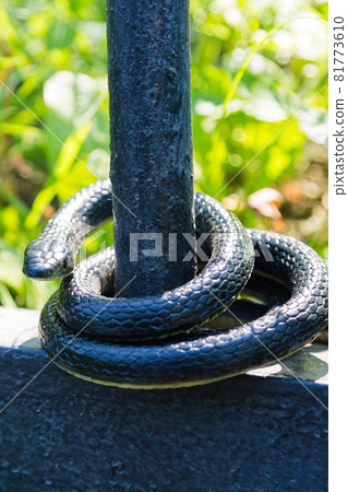 A black venomous snake on a sunny day in the park wrapped around a fence 81773610