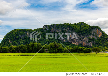Rice fields that are ready to harvest against a mountain background, scenic view of rice fields against the sky 81773735