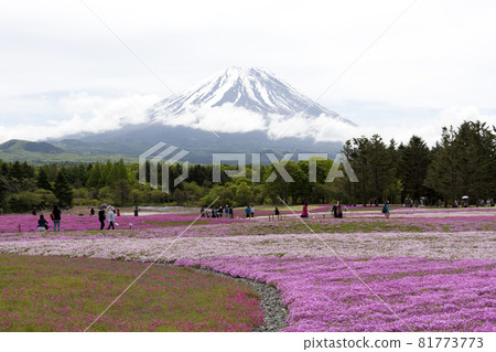 NASHIYAMA, JAPAN- MAY 27 : People from Tokyo and other cities come to Mt. Fuji and enjoy the view every year on May 27,2014. Mt. Fuji is the highest mountain in Japan. 81773773