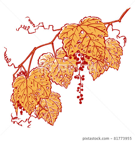 兩串野葡萄秋葉，毛筆畫，二色畫 81773955