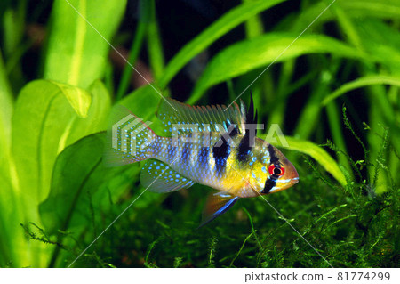 Ramirez Aquarium 81774299