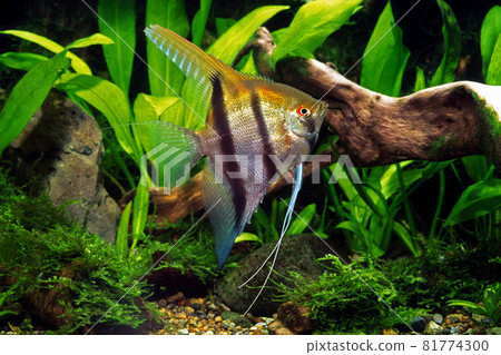 Angelfish aquarium 81774300