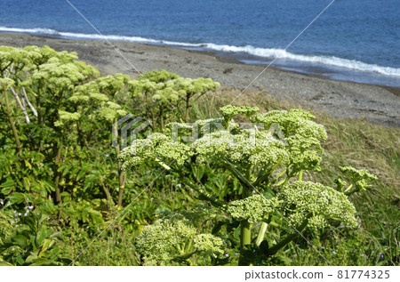 Hamwood seaside plant 81774325