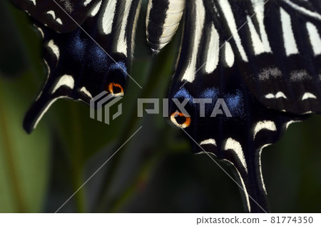 燕尾蝶向上圖形素材 燕尾蝶向上圖形素材 81774350