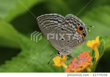 Butterfly sucking nectar of flowers 81774356