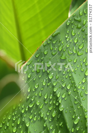 雨後的葉子，葉子上的水滴，奧古斯塔圖形材料 81774357