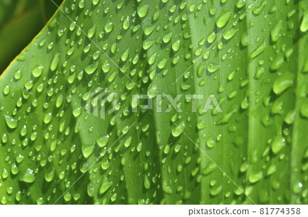雨後的葉子，葉子上的水滴，奧古斯塔圖形材料 81774358