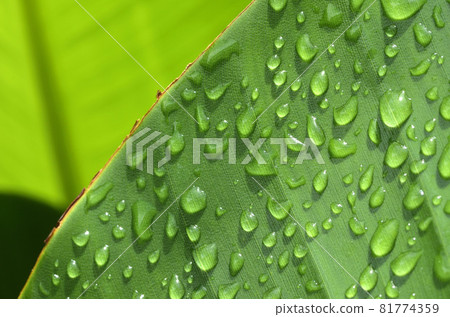 Leaves after the rain, water droplets on the leaves, Augusta graphic material Leaves after the rain, water droplets on the leaves, Augusta graphic material 81774359