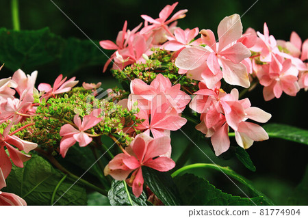 美麗的繡球,繡球,繡球,繡球,瑪哩花,繡球,繡球,天背花 81774904