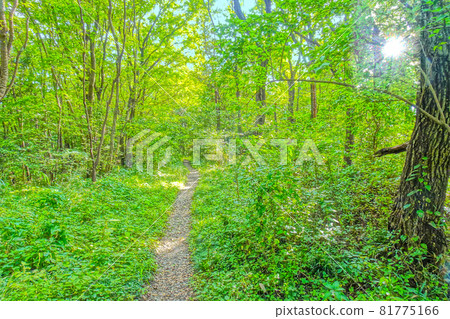 A path through a broadleaf forest with sunlight filtering through the trees. Image of nature, ecology, sustainability, and botanical A path through a broadleaf forest with sunlight filtering through the trees. Image of nature, ecology, sustainability, and botanical 81775166