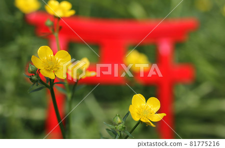 Yellow Flowers With Miniature Shinto Shrine Torii Gate Yellow Flowers With Miniature Shinto Shrine Torii Gate 81775216