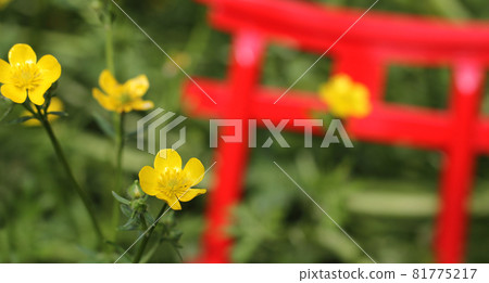Yellow Flowers With Miniature Shinto Shrine Torii Gate Yellow Flowers With Miniature Shinto Shrine Torii Gate 81775217