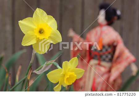 Yellow Daffodils in spring garden with Japanese Doll in Background Yellow Daffodils in spring garden with Japanese Doll in Background 81775220