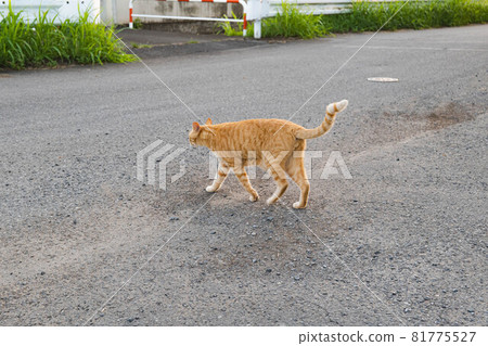 A cat returning home after a morning walk after dinner 81775527