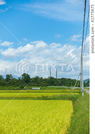 Countryside scenery [Omachi city in summer] 81775675