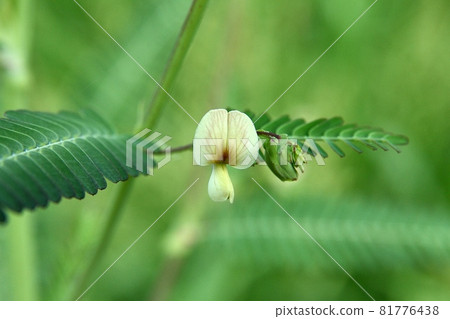 草葉草 草葉草 81776438