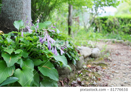 hosta flower 81776638