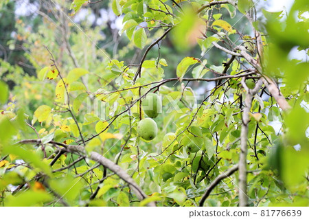 The fruit of Karin 81776639