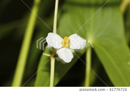 Flower of Homodaka Flower of Homodaka 81776728